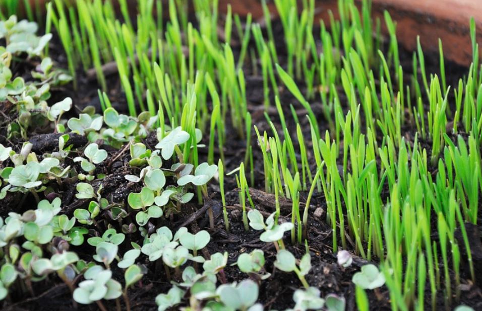 (स्टार्ट इट अप ) स्टार्ट योर ओन माइक्रोग्रीन फार्मिंग बिज़नेस।