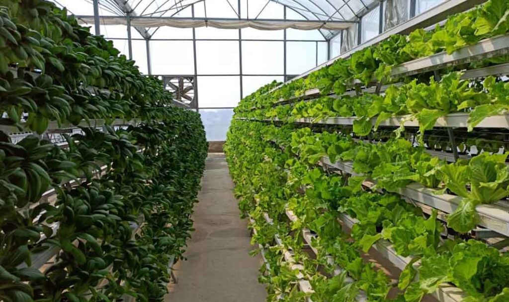 विश्वस्तरीय हाईड्रो फोनिक्स  में प्रशिक्षण और सर्टिफिकेट के साथ बीएससी इन एग्रीकल्चर की डिग्री