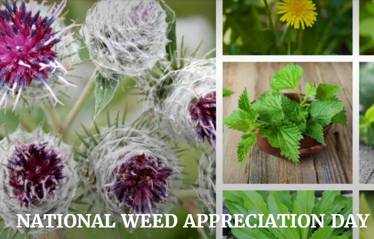 28 मार्च : राष्ट्रीय खरपतवार प्रशंसा दिवस